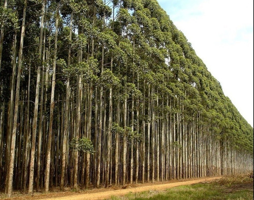 Imagem 4 de 5 de 500 Sementes Eucalipto Cloeziana (eucalyptus Cloeziana)