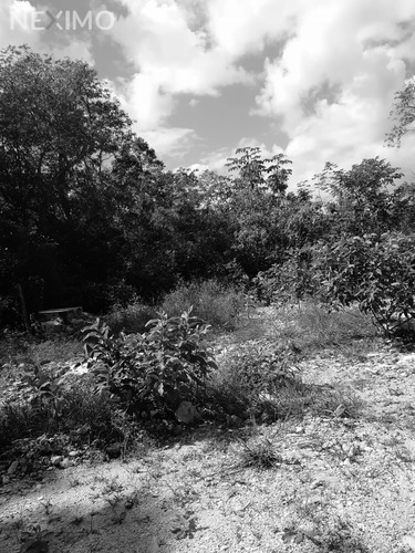 Imagen 3 de 5 de Terrenos En Venta En Region 7 En Tulum