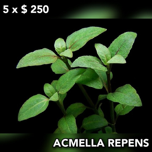 Acmella Repens Planta Natural Acuario Plantado.