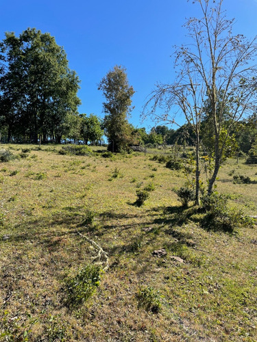 Campo