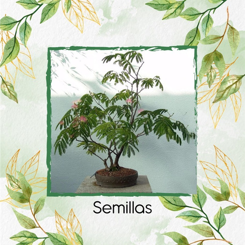 150 Semillas De Bonsái Caesalpinia Spinosa