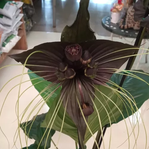 Flor-morcego Preto (tacca Chantrieri) Folhagem Planta Rara