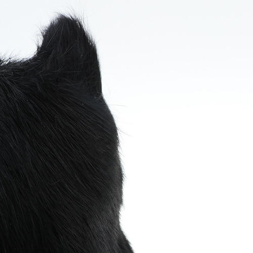 Brinquedo De Pelúcia Modelo Animal Gato Preto
