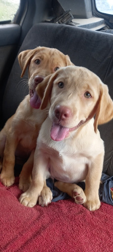 Hermoso Cachorros Labrador 