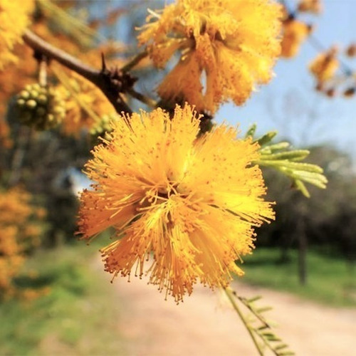 Espinillo - Aromito - Acacia Caven - 7l