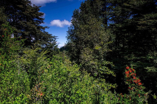 1 Hectárea Con Río Y Bosque | Tinquilco - Huerquehue - Pucón