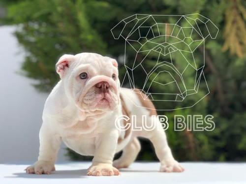 Imagen 1 de 6 de Bulldog Inglés