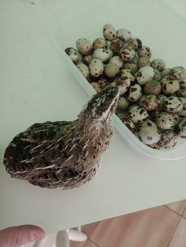 Ovos De Codorna Gigante Galados, 90 Ovos.