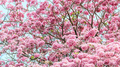 Semillas De Palo De Rosa Cosecha 2025