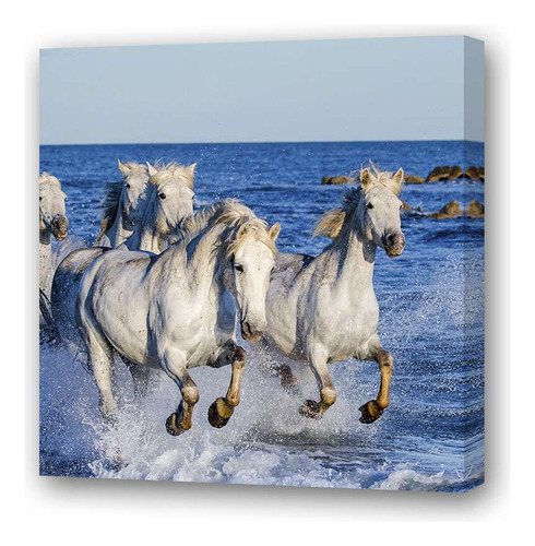 Cuadro 30x30cm Caballo Blanco Manada Galope Mar