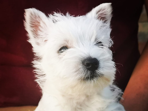 Cachorros West Highland