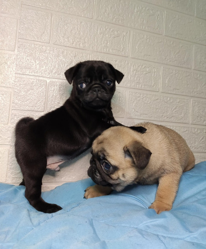 Pug Carlino Micro Los Más Lindos 