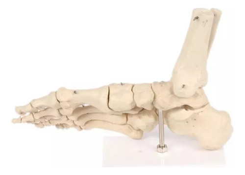 Anatomia Do Pé / Esqueleto Do Pé / Anatomia Humana