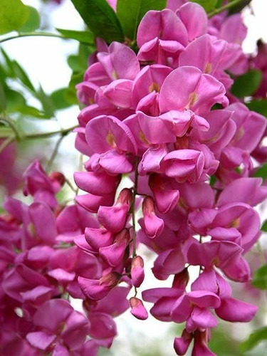 Imagen 1 de 6 de Robinia Pseud.casque Rouge (robinia, Falsa Acacia) 15lts