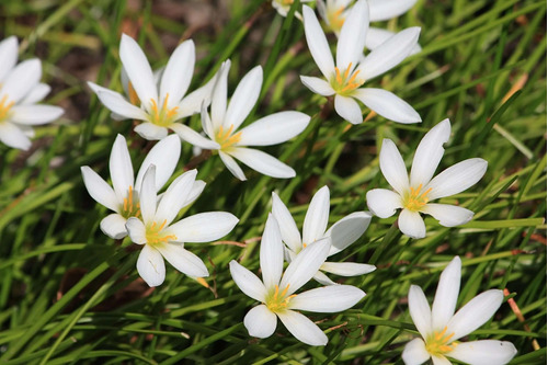 Bulbos De Zephyranthes Lirio De Lluvia 3 Colores X5 Bulbos