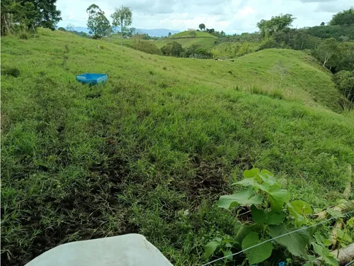 Venta Finca Filandia A Borde De Carretera - 20 Cuadras