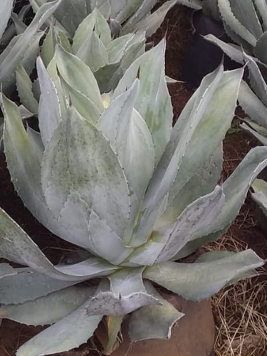 1 Muda De Agave Azul