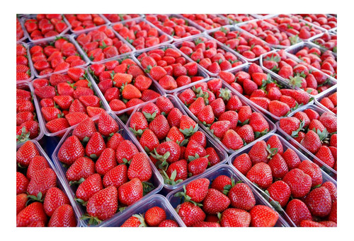 Vinilo 50x75cm Frutillas Strawberry Fruta Delicia Roja P5