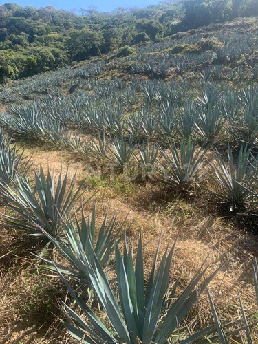 Terreno Rústico En Venta!!! Ayotlan, Jalisco