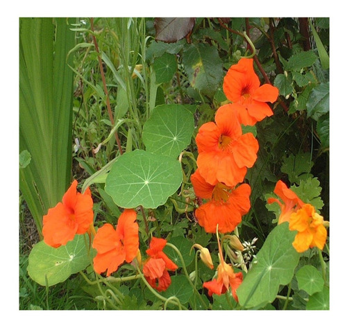 15 Semillas De Mastuerzo - Tropaeolum Majus Flor Comestible