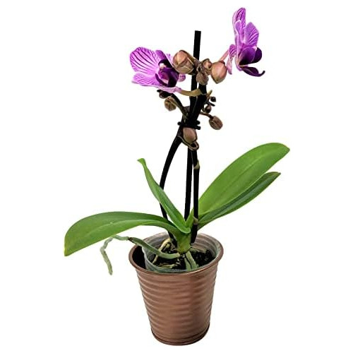 Mini Orquídeas De 32 Pulgadas Macetas De Metal De Cobr...