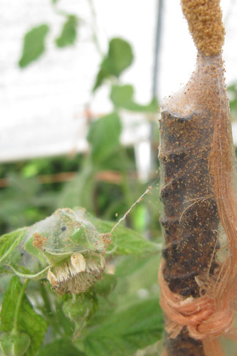 Insecticida Agricola Acaricida Acequinocil Kenamite 1 L