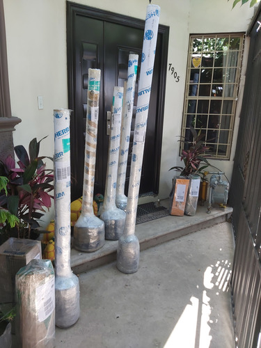 Arbol De Encino Siempreverde 1mt. (envio Incluido)oak Live