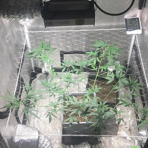 Red Scrog Indoor Cultivo Carpa Ajustable Ganchos