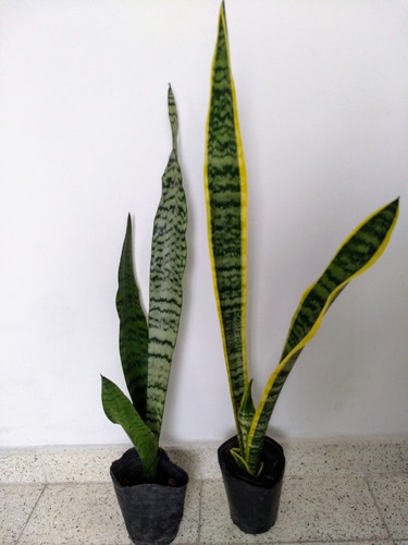 Sansevieria Verde Y De Borde Amarillo-lengua De Suegra