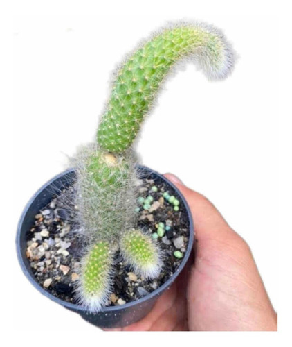 Cacto Rabo De Macaco Peludo Cleistocactus Colademononis