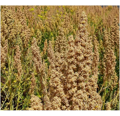 Semillas De Quinoa Blanca Para Huerta, Brotes X 20 Unid. 