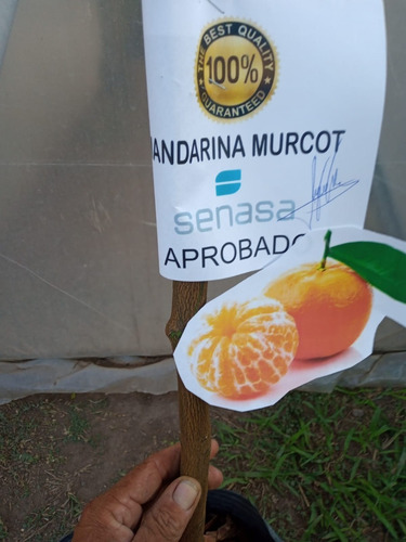 Imagen 2 de 10 de Arbol De Mandarina Grande Adulto 5 Años -