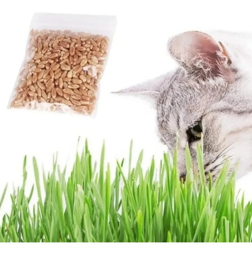 Juguete Gato Cat Grass Hierba Gatera Catnip Pasto Bioline Cs