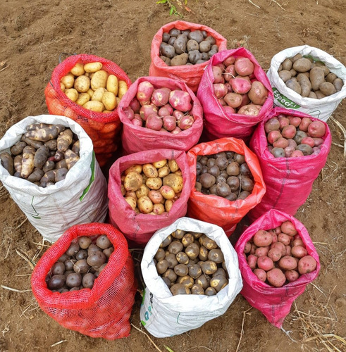 Papas Chilotas Nativas ( 5 Kg) - El Huerto De Chiloé