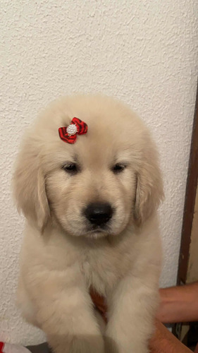 Imagem 2 de 5 de Golden Retriever