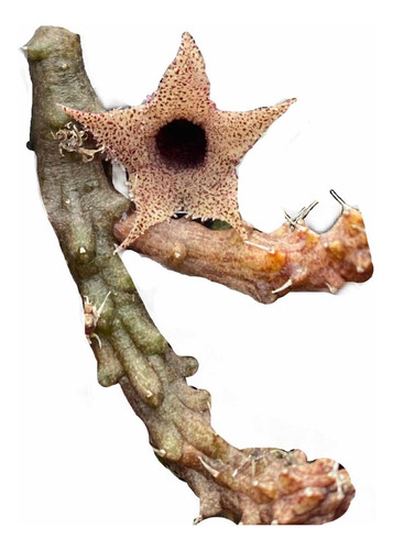 Stapelianthus Decaryi, Suculenta Marrom-ascleps Rara Colecao