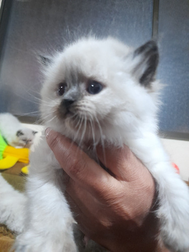 Imagen 2 de 2 de Gatitos Persa Himalaya