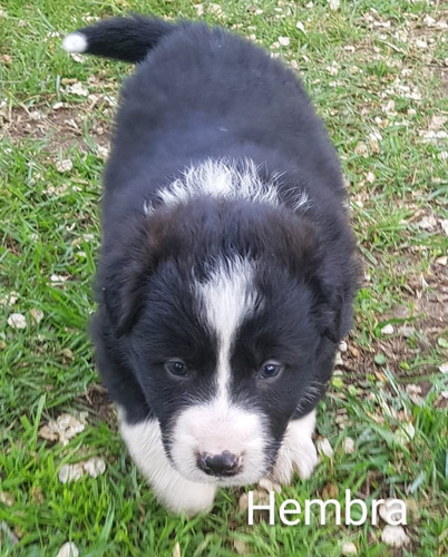 Imagen 2 de 5 de Cachorros Border Collie!pompones!!