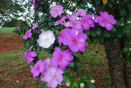Imagem 7 de 8 de Manacá Da Serra Tibouchina Sementes +frete Registrado Grátis
