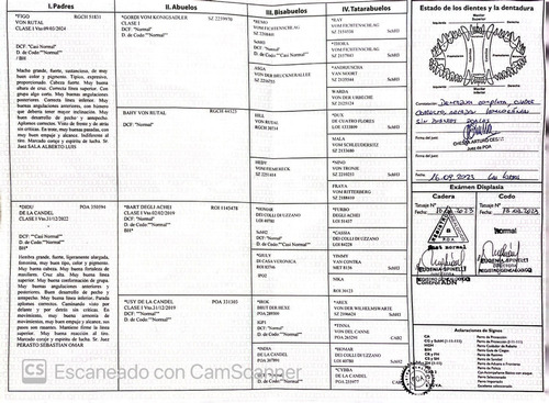 Servicio Ovejero Aleman - Busco Novia - Busco Hembra - Monta