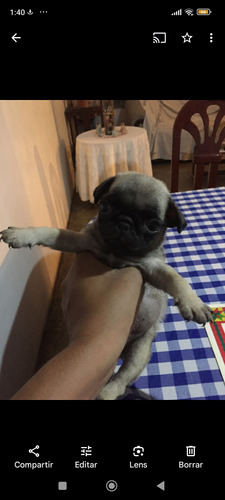 Cachorro Pug Carlino