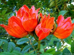 Ipê Vermelho Tulipeira Semente P Mudas Plantas Flores Árvore | Parcelamento  sem juros
