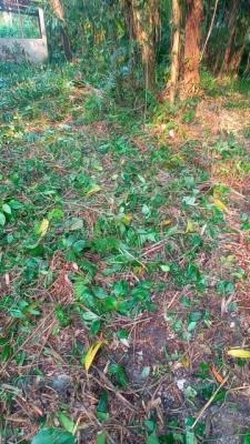Imagem 9 de 14 de Chácara No Gaivota Em Itanhaém,confira!! 8606 J.a