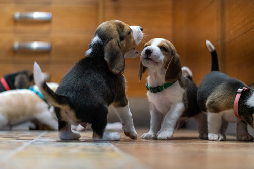 Beagle- Hermosos Cachorros Puros!