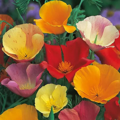Semillas De Amapola Califoniana_dedal De Oro_(eschscholzia)