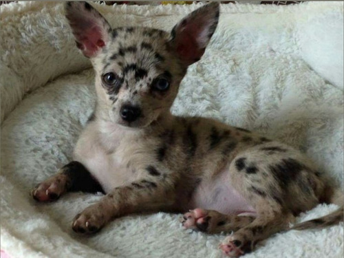 Chihuahua Hembrita Real Premier Merle