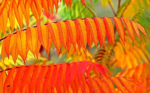 comprar Semillas De Arbol De Zumaque Flameleaf 30 Semillas Para Plan