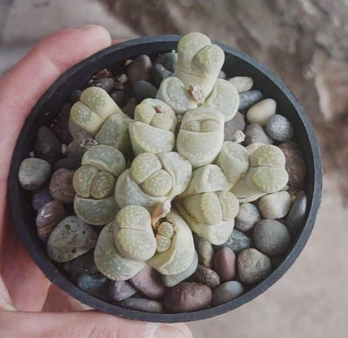 Lithops 10 Cabezas Suculenta Maceta 8 Pulgadas El De La Foto