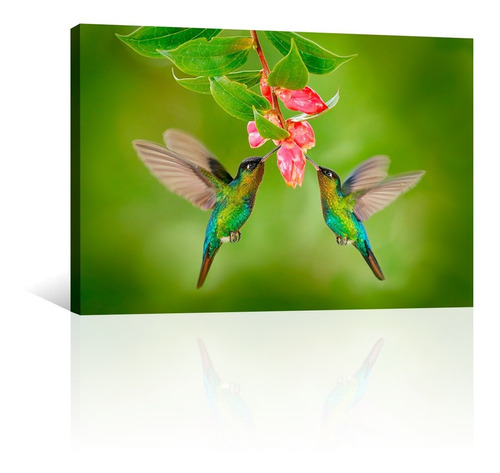 Cuadro Decorativo Animales Canvas Pajaros Colibríes Comiendo