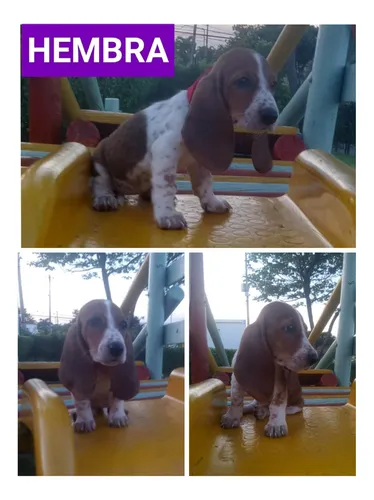 Cachorros Basset Hound hush Pupies 100 Puros y Garantizados